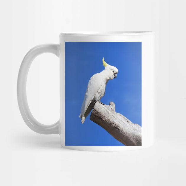Sulphur Crested Cockatoo by kirstybush